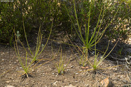 Image of Portuguese Sundew