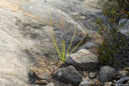 Image of Portuguese Sundew