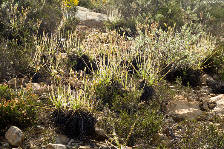 Image of Portuguese Sundew