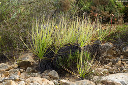 Image of Portuguese Sundew