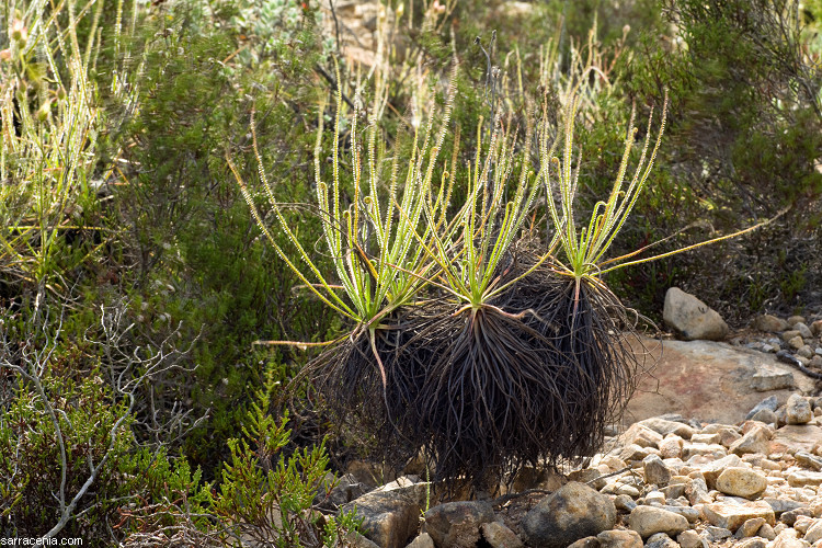 Image de Drosophyllum lusitanicum (L.) Link