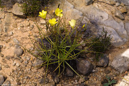 Image of Portuguese Sundew