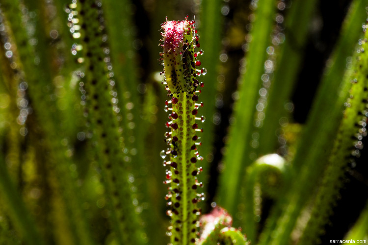 Image of Portuguese Sundew