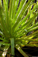 Image of Portuguese Sundew