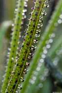 Image of Portuguese Sundew