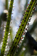 Image of Drosophyllum lusitanicum (L.) Link