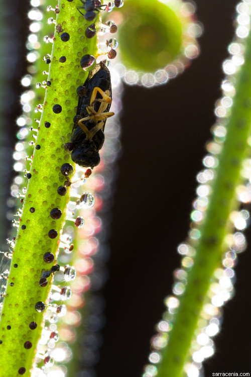 Image of Portuguese Sundew