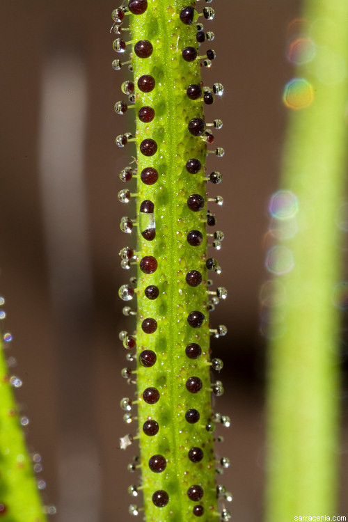 Image of Drosophyllum lusitanicum (L.) Link