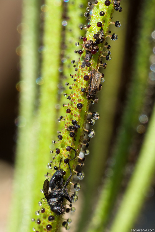 Image of Portuguese Sundew