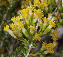 Sivun Tetradymia glabrata Torr. & A. Gray kuva