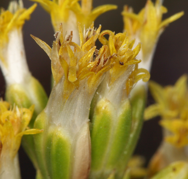 Sivun Tetradymia glabrata Torr. & A. Gray kuva