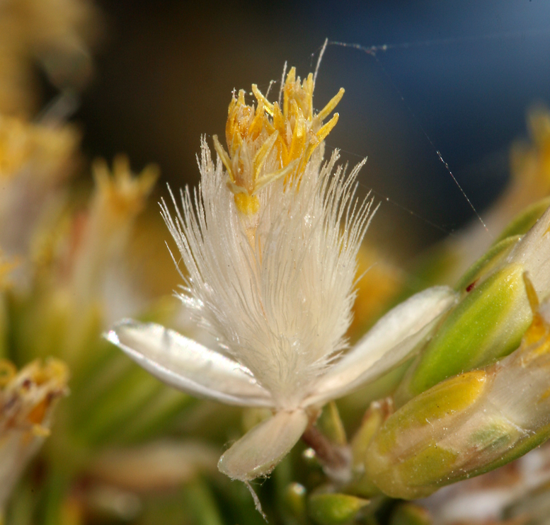 Image of littleleaf horsebrush