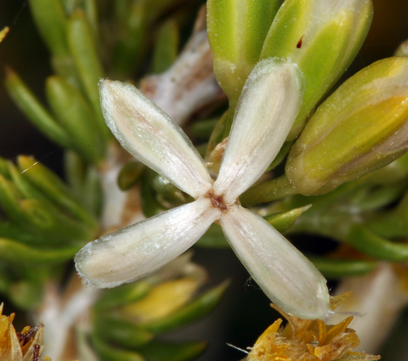 Image of littleleaf horsebrush