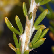 Sivun Tetradymia glabrata Torr. & A. Gray kuva