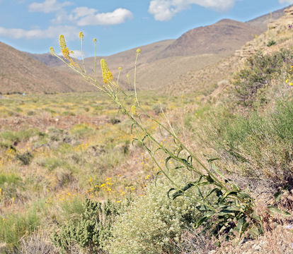 Image of Panamint princesplume