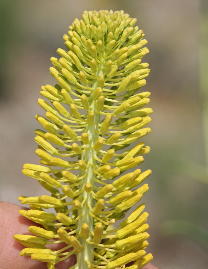 Image of Panamint princesplume