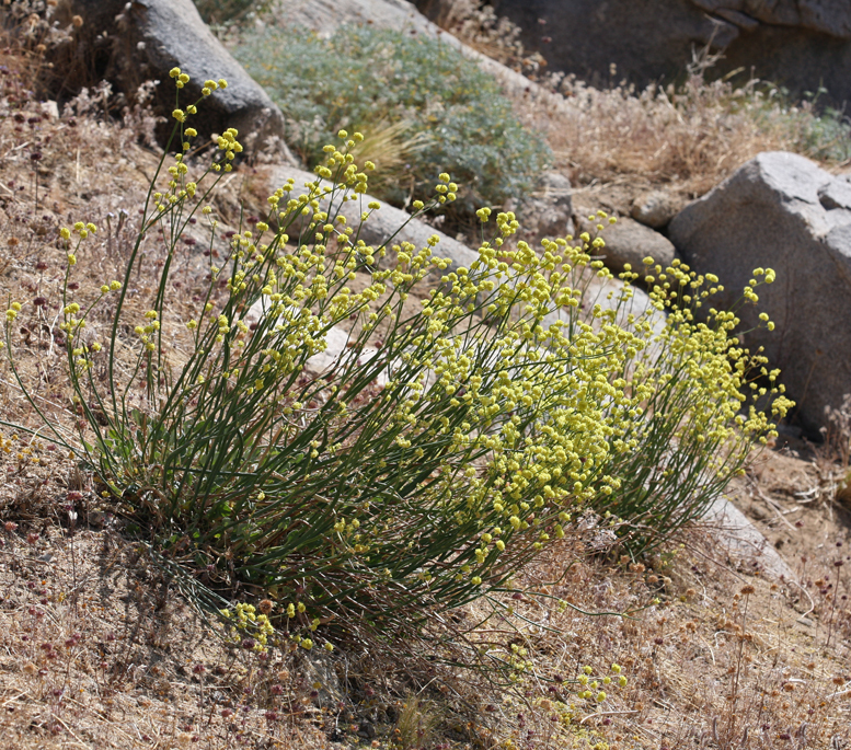 Imagem de Eriogonum nudum var. westonii (S. Stokes) J. T. Howell