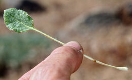 صورة Eriogonum nudum var. westonii (S. Stokes) J. T. Howell