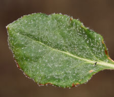 صورة Eriogonum nudum var. westonii (S. Stokes) J. T. Howell