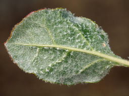 صورة Eriogonum nudum var. westonii (S. Stokes) J. T. Howell