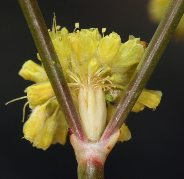 صورة Eriogonum nudum var. westonii (S. Stokes) J. T. Howell