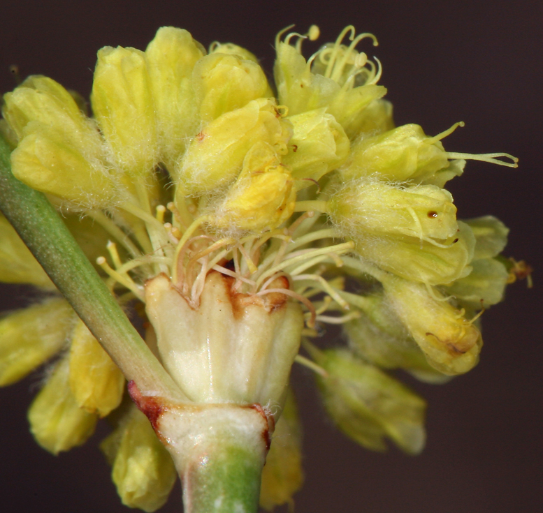 صورة Eriogonum nudum var. westonii (S. Stokes) J. T. Howell