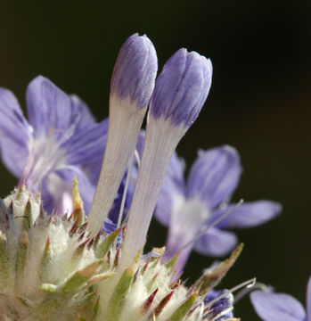 Image de <i>Eriastrum densifolium</i> ssp. <i>mohavense</i>