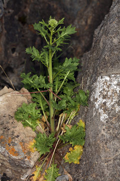 Image of cutleaf thelypody