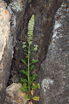 Image of cutleaf thelypody