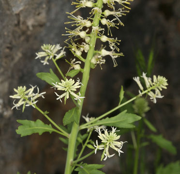 Image of cutleaf thelypody