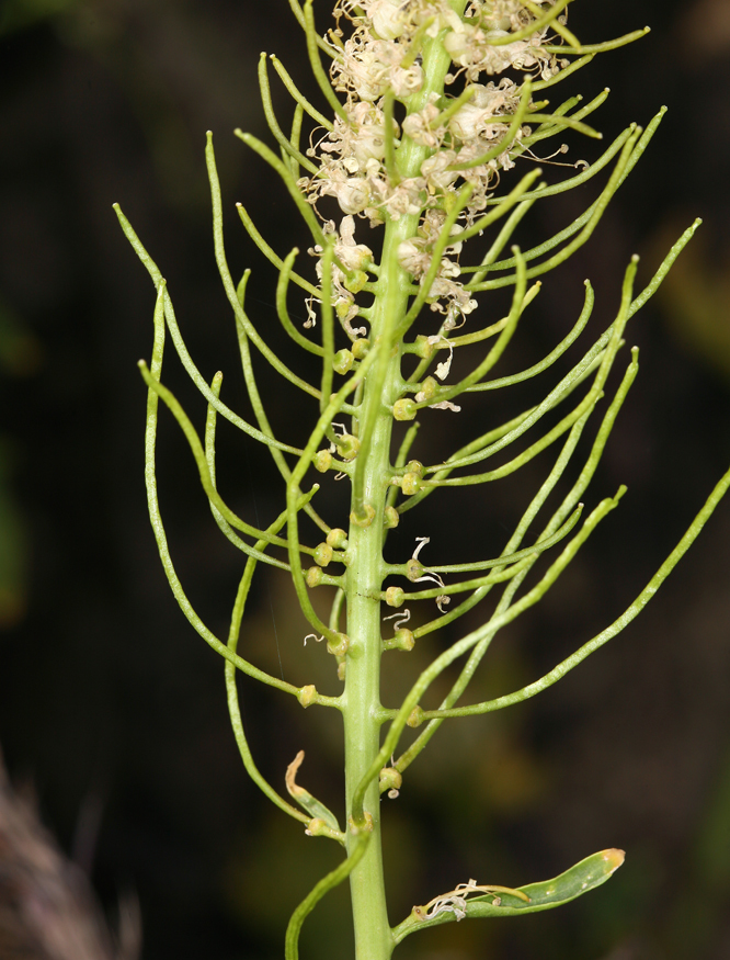 Imagem de Thelypodium laciniatum (Hook.) Endl.