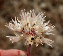 Image of darkred onion