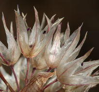 Image of darkred onion