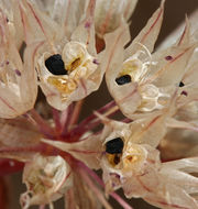 Image of darkred onion