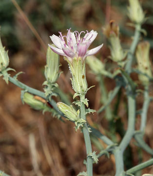 Image of Parry's wirelettuce