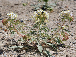 Imagem de Eremothera boothii subsp. desertorum (Munz) W. L. Wagner & Hoch