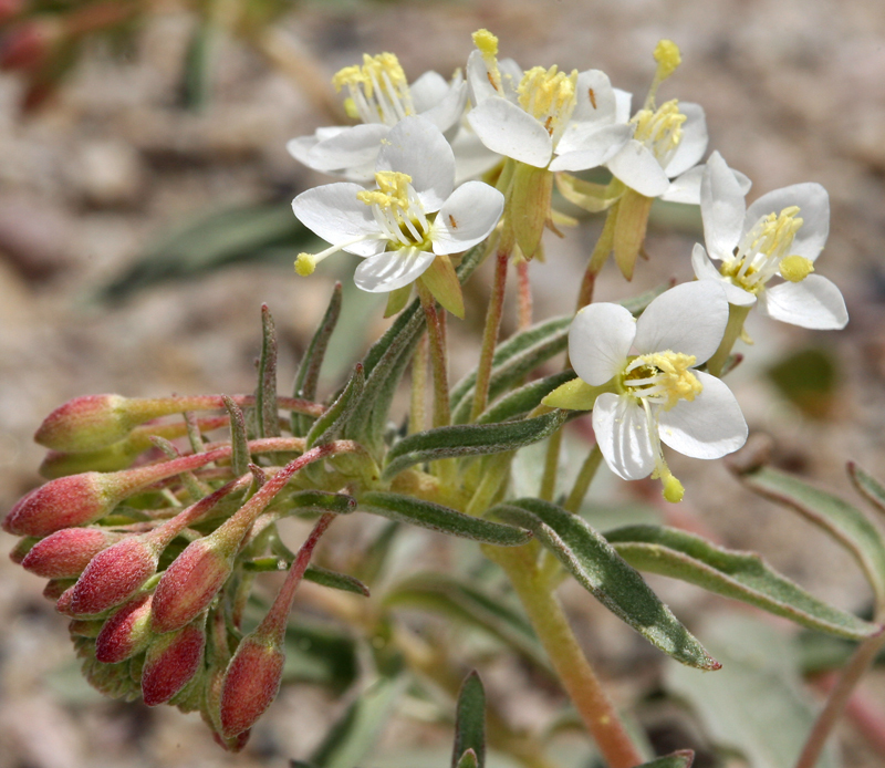 Imagem de Eremothera boothii subsp. desertorum (Munz) W. L. Wagner & Hoch