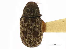 Image of Anthribinae