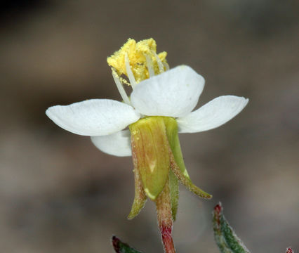 Imagem de Eremothera boothii subsp. desertorum (Munz) W. L. Wagner & Hoch