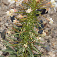 Imagem de Eremothera boothii subsp. desertorum (Munz) W. L. Wagner & Hoch