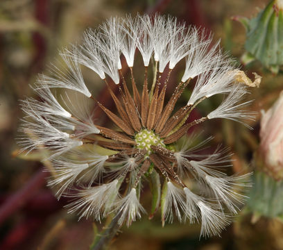 Слика од Calycoseris wrightii A. Gray