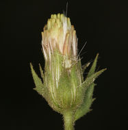 Image of <i>Brickellia atractyloides</i> var. <i>arguta</i>