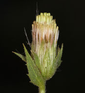 Image of <i>Brickellia atractyloides</i> var. <i>arguta</i>