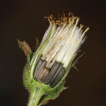 Image of <i>Brickellia atractyloides</i> var. <i>arguta</i>