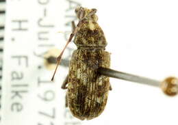 Image of Anthribinae