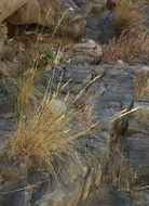 Image of <i>Stipa speciosa</i>