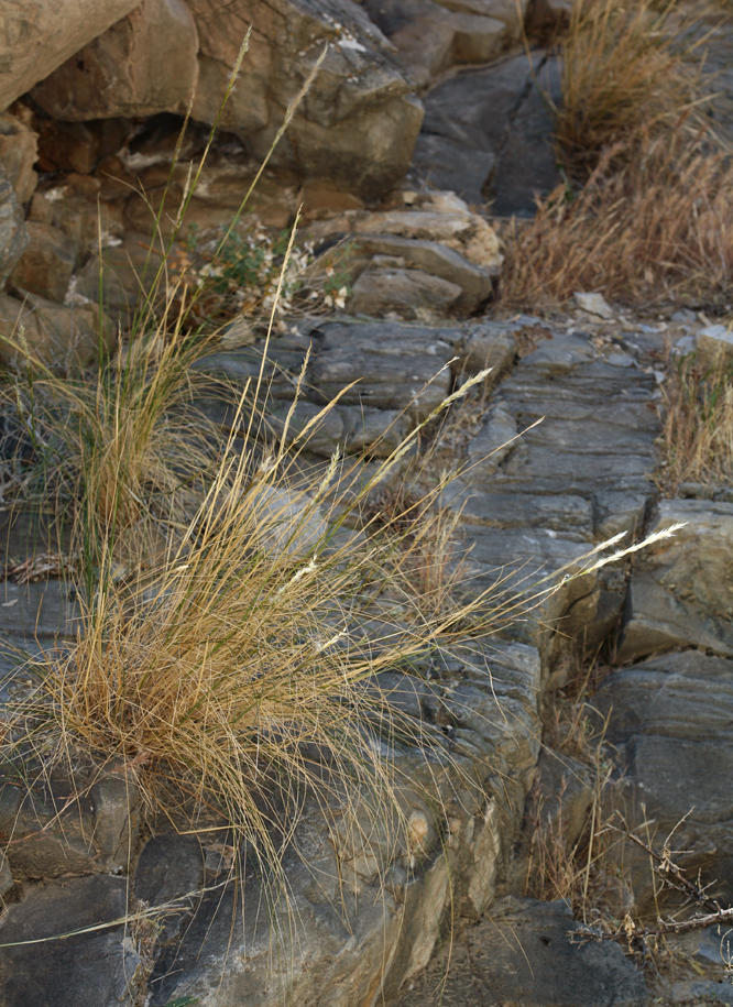 Image of <i>Stipa speciosa</i>