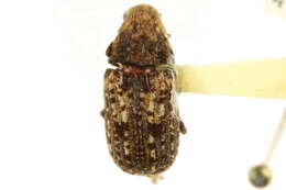 Image of Fungus weevil