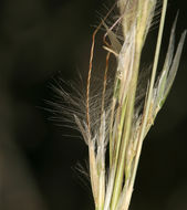 Image of <i>Stipa speciosa</i>