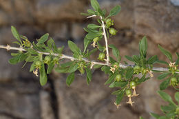 Image of peach thorn